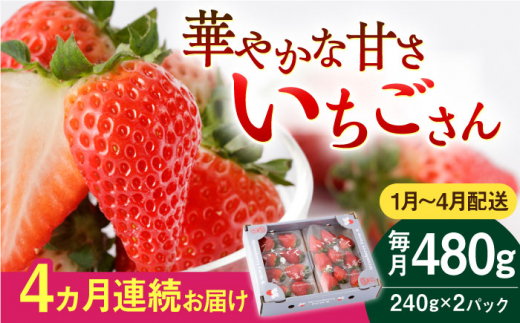 【先行予約】【4回定期便】いちごさん 240g×2パック [1～4月配送]【StrawberryFarm-K】 [IBJ015]