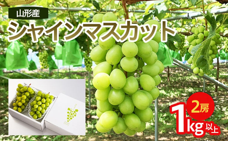 
山形市産 シャインマスカット 秀 1kg以上(2房)[前半] 【令和6年産先行予約】FU22-083 フルーツ くだもの 果物 山形 山形県 山形市 ぶどう 葡萄 ブドウ 2024年産
