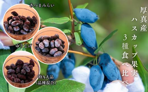 
            【9月以降順次発送】北海道厚真町産 冷凍ハスカップ 3種食べ比べセット 計1kg《厚真町》　【とまこまい広域農業協同組合】　ハスカップ ゆうしげ あつまみらい R7年産 フルーツ 果物 冷凍 北海道 [AXAB051]
          