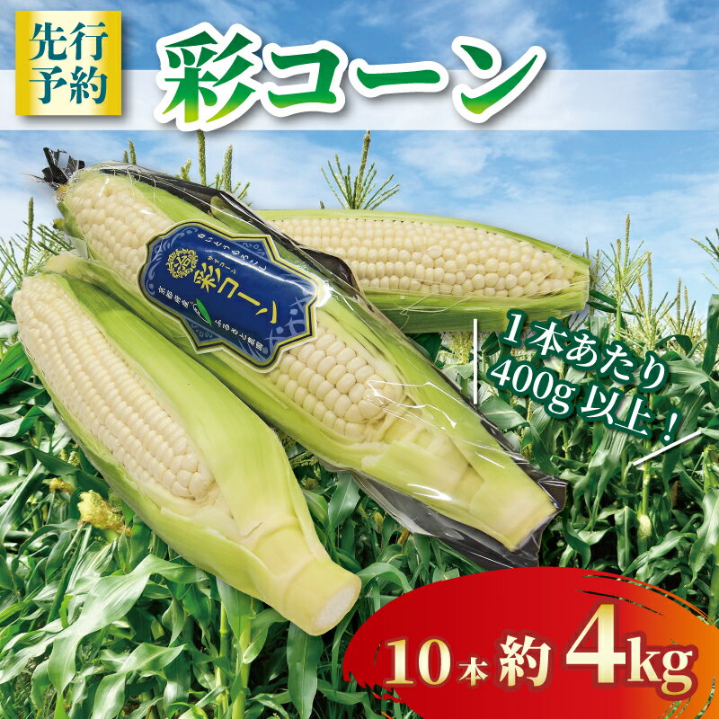 【ふるさと納税】 【2026年6月～7月発送】 彩コーン 約4kg 10本 ホワイトコーン とうもろこし 白いとうもろこし コーン スイートコーン 朝食 昼食 夕食 デザート おやつ 糖度 野菜 産地直送 京都 八幡 ふるさと農園