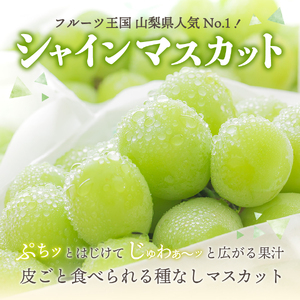 【2025年先行予約】ジューシーで甘さ抜群　厳選シャインマスカット500g　シャインマスカット ぶどう シャイン フルーツ 果物 先行予約 山梨 富士吉田