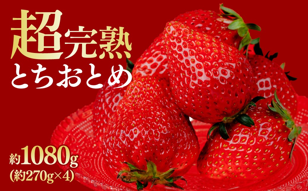 
            【先行受付：選べる発送月】いちご 鈴木ファームの完熟＆朝摘み とちおとめ レギュラーサイズ 約270g × 4パック 合計 約1080g | いちご イチゴ 苺 とちおとめ 完熟 果物 甘い あまい フルーツ くだもの 旬 産地直送 栃木県産 鈴木ファーム 栃木県 茂木町
          