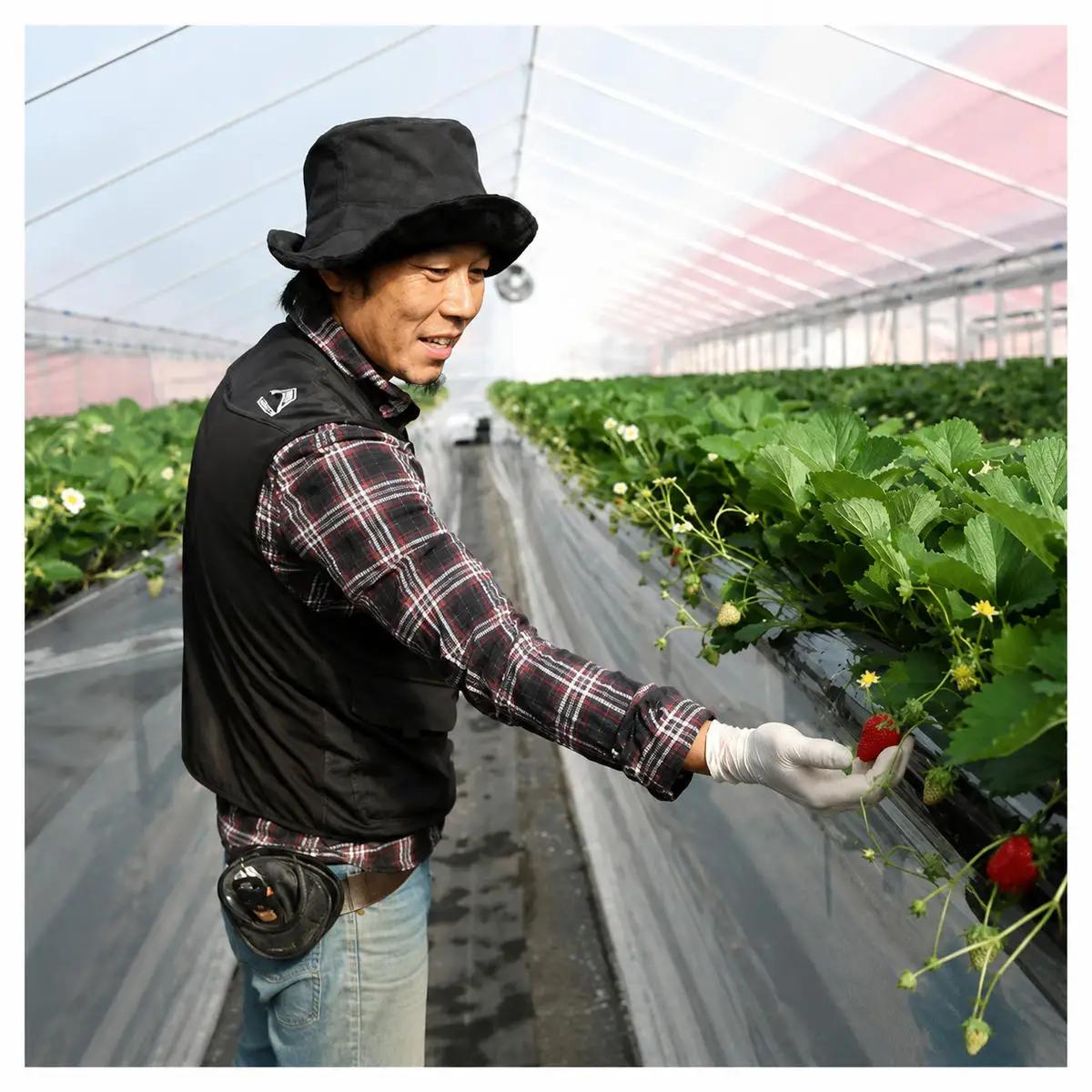 いちご 古都華 奈良県産 いちご【約270g×2パック】【冷蔵】【2回定期便 先行予約】