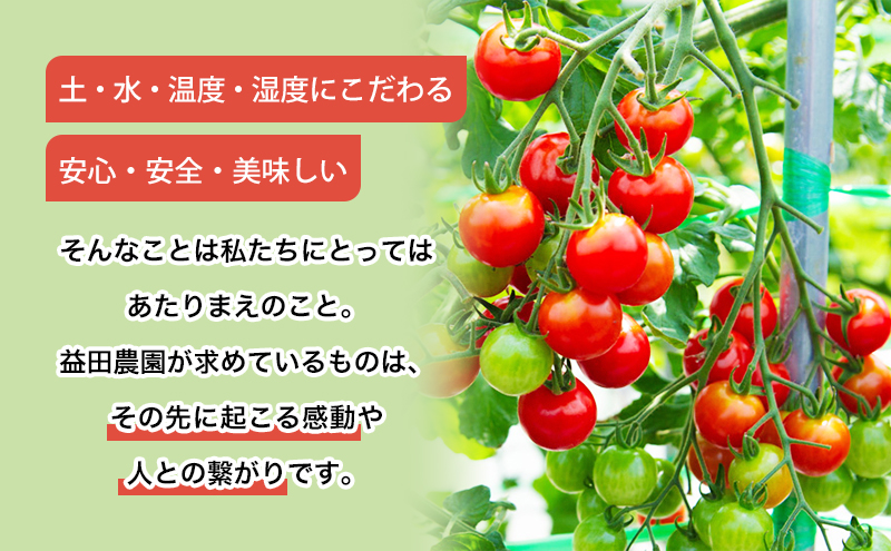 【数量限定・2025年7月中旬～順次発送】富良野 益田農園産 