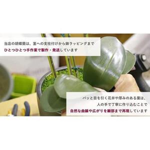 造花 シルクフラワーの胡蝶蘭の鉢植 5本立 CT触媒 ホワイトオーキッド ／ お花 コチョウラン 埼玉県