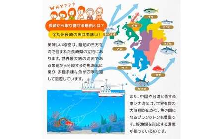 【全6回定期便】長崎産 真アジ一夜干し たっぷり21尾 ／ 海鮮 魚介 干物 ひもの あじ 鯵 アジ 長崎県 長崎市