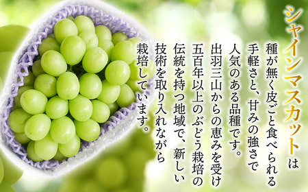 【令和6年産先行予約】シャインマスカット 約1.5㎏ 丸果庄内青果