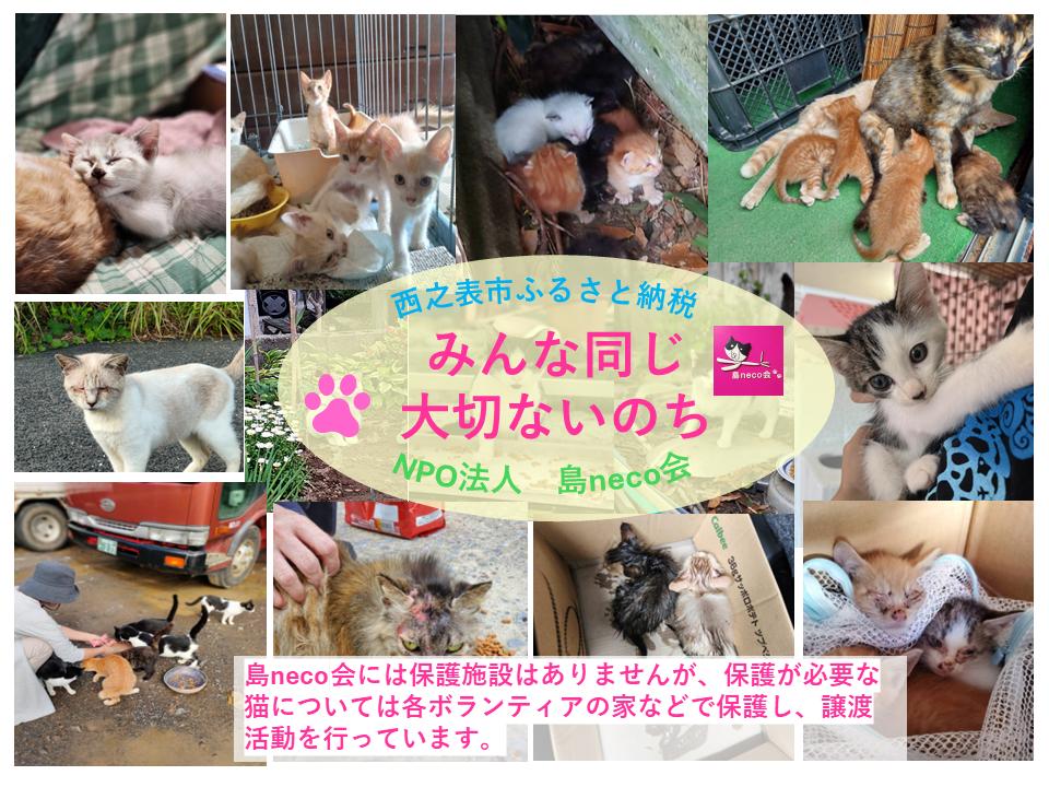 【返礼品なし】猫愛護活動支援 NFN641 【250PT】// 特定非営利活動法人　種子島 島neco会