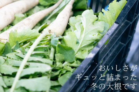 【フードロス対応・規格外】　有機大根　訳あり野菜を簡易包装にして増量　旬の時期（12月、1月、2月）のみ冬季限定発送 2141 だいこん　大根