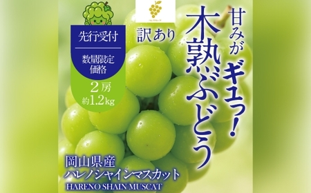 【 先行予約 】 訳あり 木熟ぶどう ハレノシャイン シャインマスカット 2房 約1.2kg マスカット ぶどう ブドウ 葡萄 果物 くだもの フルーツ 【2026年10月上旬～11月上旬発送予定】