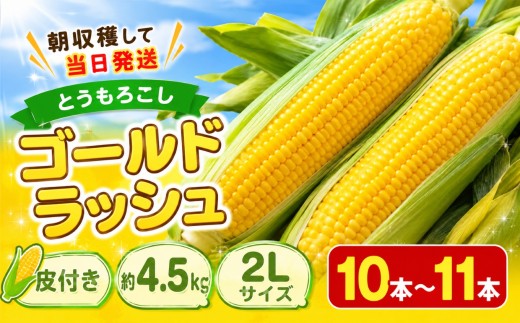とうもろこし ゴールドラッシュ  皮付き 約4.5kg 2L サイズ 10本 〜 11本  朝収穫して当日発送 ｜トウモロコシ 朝採り 当日 発送 伊那市 長野 信州【009-64】