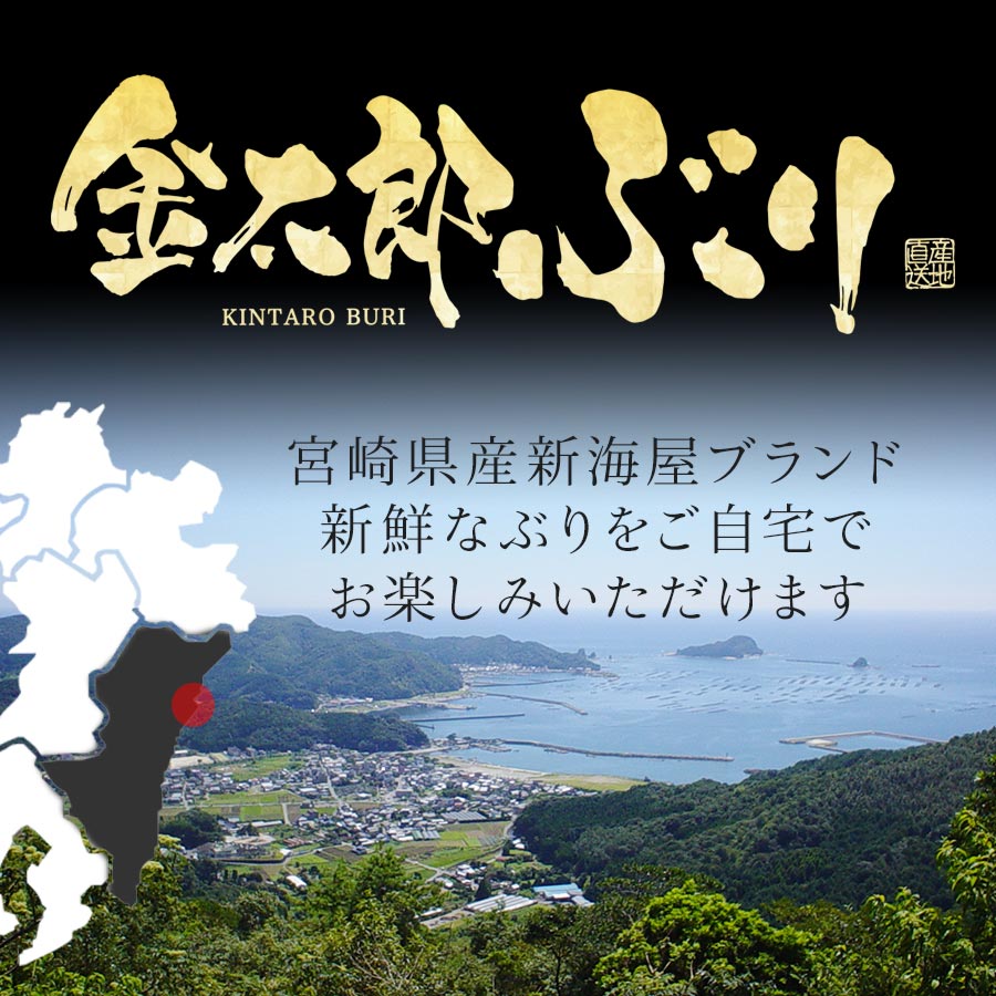 宮崎産 新海屋 鰤屋金太郎 金太郎 ぶり フィレ 1.3kg〜 1匹 2枚　冷蔵　N018-ZC511_1