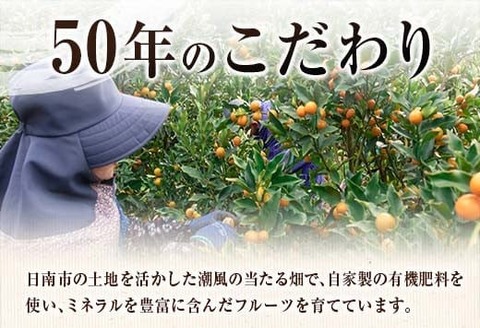 食べ応え抜群 大玉 きんかん 計2kg以上 傷み補償分付き 数量限定 期間限定 フルーツ 果物 くだもの 柑橘 金柑 先行予約 国産 希少 人気 おすすめ ジャム おやつ デザート 小分け おすそ分け