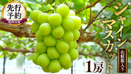 期間限定 ！ 筑西市産 シャインマスカット 1房 2026年産 [BW065ci]
