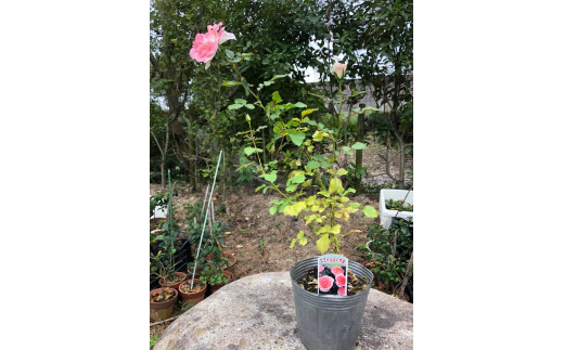 花 薔薇（ミニバラ苗木）：スマイルふくやま・1ポット 広島県福山市/小林商事 植物 お花 ポット苗 苗 薔薇 バラ 観葉植物 [BAEA004]