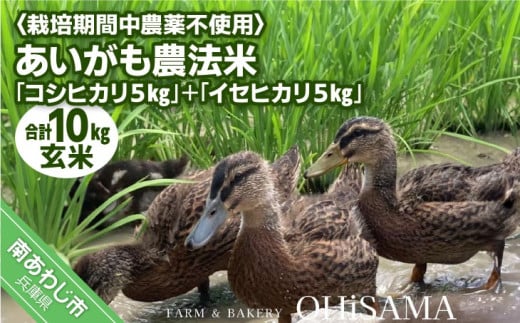 令和6年産　コシヒカリ５Kg＋イセヒカリ5Kg　玄米　栽培期間中農薬不使用　あいがも農法米