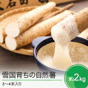 【ふるさと納税】山形県産 自然薯 雪国育ちの自然薯 約2kg 3〜4本入り 送料無料 oz-zixxx2