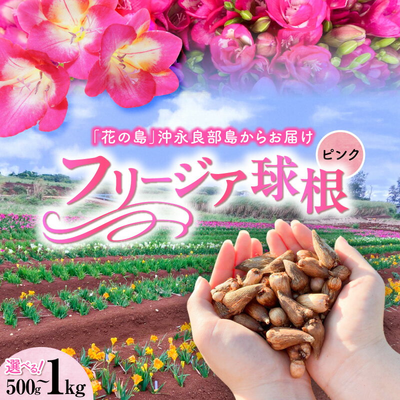 【ふるさと納税】＜選べる＞フリージア 球根 ピンク 500g 1kg 花 お花 球根 黄色 植物 綺麗 キレイ きれい 知名町役場農林課 鹿児島 知名町 おすすめ ランキング プレゼント