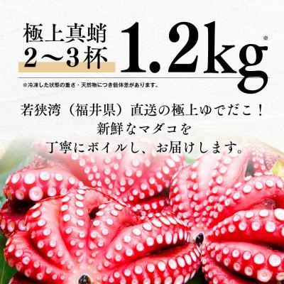 ふるさと納税 若狭町 【3ヵ月毎定期便】茹でまだこ 福井県産 1.2Kg (2〜3杯)全4回 |  | 01