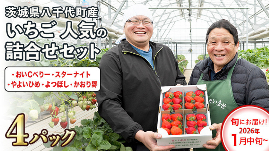 【 先行予約 2025年1月中旬以降発送 】 数量限定 農家直送 ♪ 八千代町産 いちご ボリュームパック （ 4パック 計約 1400g ） 人気 の 詰め合わせ セット [AJ002ya]