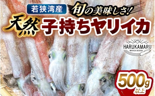 旬の美味しさ 天然 子持ちヤリイカ 500g 以上【 やりいかイカ いか いかめし いかそうめん いか焼き 姿焼き 卵 げそ 刺身 冷凍 煮付け 海鮮 鮮魚 おつまみ 】 [m36-a025]