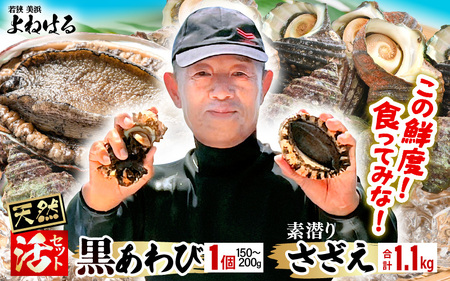 【先行予約】天然 黒アワビ 中サイズ 1個 ＆ 活サザエ 1.1kg 【2026年7月より順次発送予定】素潜り 活 黒あわび サザエ [m17-b006_07]