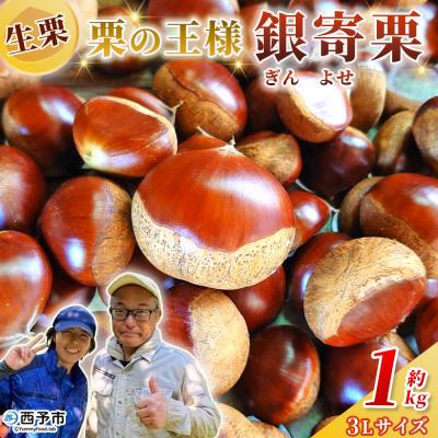 ふるさと納税 西予市 <栗の王様 銀寄栗(生栗)3L1kg　銀寄 ぎんよせ 甘い 生栗 和栗>国産 くり 果物