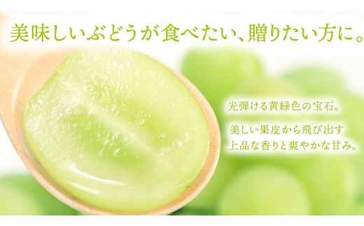 【先行予約】シャインマスカット 約1kg (AR032) 9月下旬発送開始 紫波町産 贈答品 ギフト フルーツ 果物 葡萄 ブドウ ぶどう 2房 高品質 完熟 甘い 新鮮
