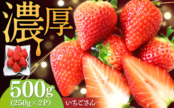 【先行予約】【ジューシーな濃厚いちご】いちごさん 500g（250g×2パック） / 苺 イチゴ いちご フルーツ 果物 / 佐賀県 / さかもとさんの畑 [41ABAA002]