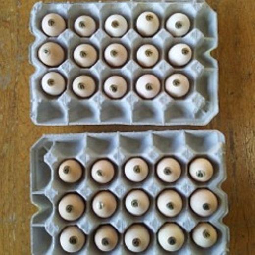 大分うこっけい卵（生食用３０個）