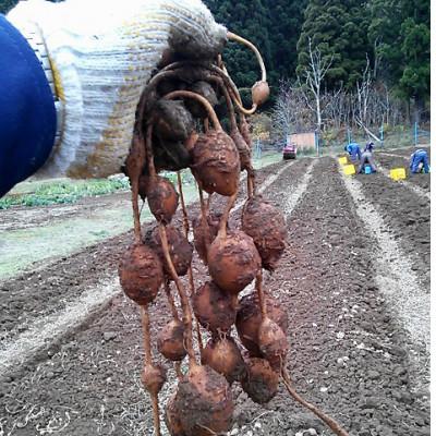 ふるさと納税 青森県 佐井村のアピオス(蒸し冷凍アピオス) |  | 02