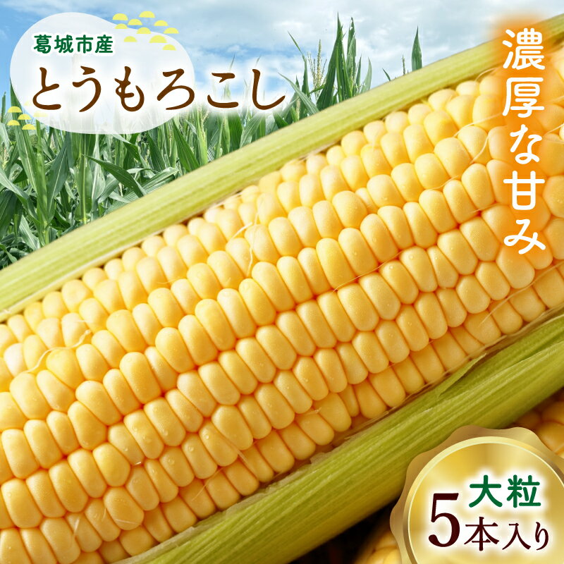 【ふるさと納税】奈良県産 とうもろこし おおもの 5本入り 【2026年7月初旬～7月末頃に順次発送予定】／ 23ファーム トウモロコシ コーン スイートコーン 美味い 甘い 野菜 産直 新鮮 旬 茹で スープ サラダ グリル 名産 健康 美容 栄養 ふるさと納税 人気 奈良県 葛城市