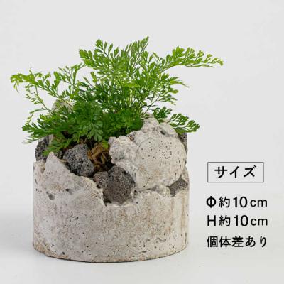 ふるさと納税 糸島市 TERAYAMA ZOEN オリジナルコンクリートポット(植物付き)/ NIWAMO[AIO001] |  | 01