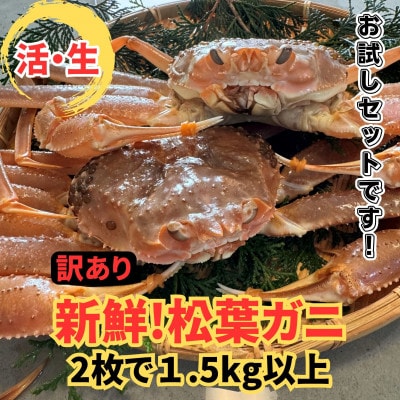 【さかなや新鮮組】鳥取県産 訳あり 活 松葉ガニ1.5kgセット ご家庭用 漁港直送【配送不可地域：離島・北海道・沖縄県・東北・信越、北陸】