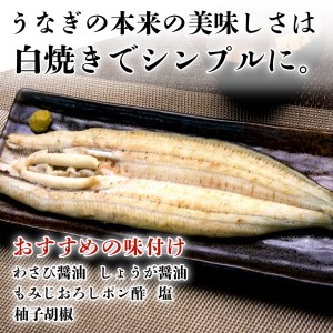 国産鰻 白焼き 3尾 うなぎ 沼津 鰻 指定日可