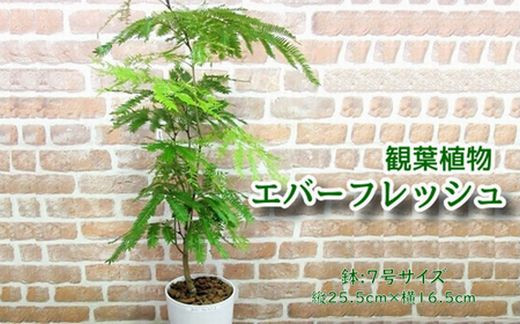 
            066-02-1 【4月以降(九州地方から)発送】観葉植物 エバーフレッシュ7号サイズ1鉢
          