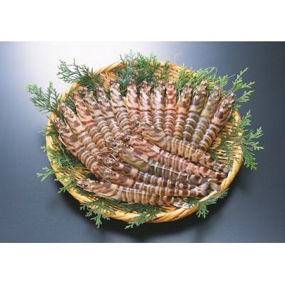 ふるさと納税 山口市 旭水産活き車海老(あいおえび)1kg(20〜35尾)【養殖】C060 |  | 01