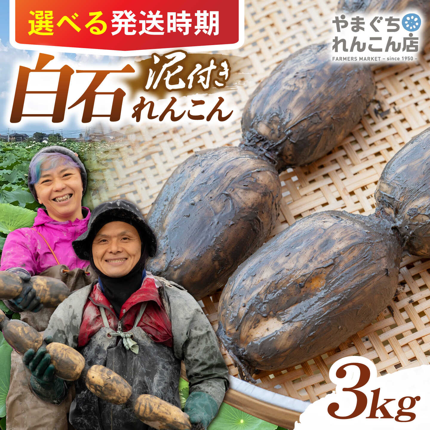 【ふるさと納税】【先行予約 2026年10月〜発送】【選べる発送時期】【祖母は104歳 健康長寿の源】 白石 れんこん 3kg　9月頃/年内/年明け【やまぐちれんこん店】 蓮根 レンコン 根菜 野菜 佐賀県産 白石 [ICT001]