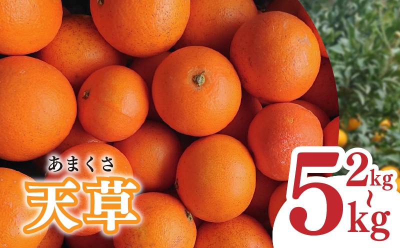 
                  【2026年1月下旬から発送予定】天草 小玉 2kg / 5kg 愛媛県 中島産 | 家庭用 先行予約 蜜柑 ミカン みかん 甘い  濃厚 柑橘  人気 お取り寄せ  期間 数量 限定 愛媛 松山
                