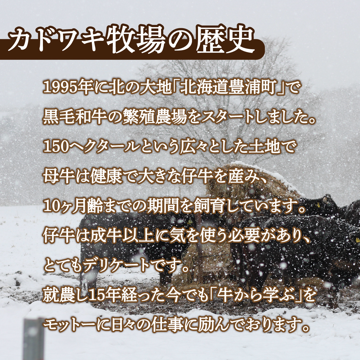 北海道 黒毛和牛 カドワキ牛 リブロース スライス 300～350g【冷凍】 TYUAE012_イメージ2