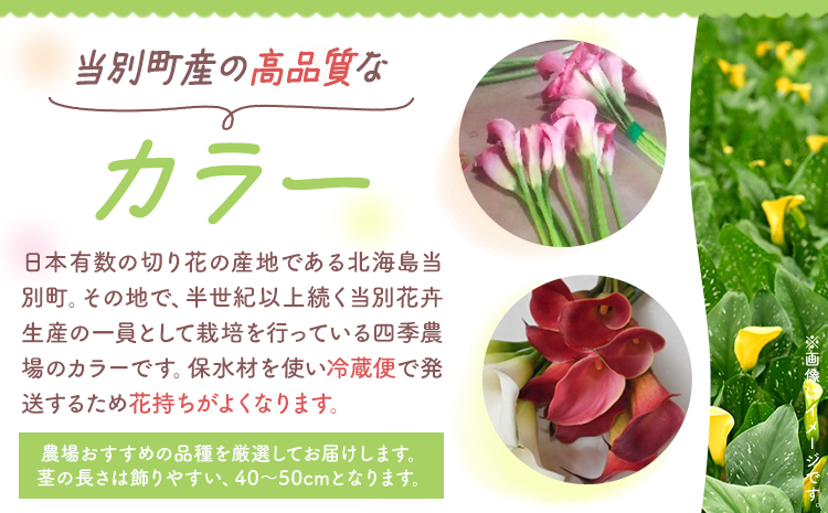 カラー 切花 20本（2～3品種）四季農場《8月上旬-10月末頃出荷》北海道 当別町 花 お花 はな カラー 切り花 冷蔵便 北海道産 当別町産 インテリア