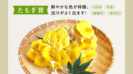 【 3ヶ月連続定期便 】きのこ の 詰め合わせ Lサイズ ( 約2kg ) （茨城県共通返礼品：城里町）