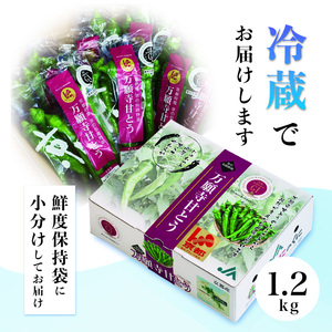 京の伝統野菜 「万願寺甘とう」1箱 1.2㎏ 袋入り 小分け 甘い！美味い！辛くない！舞鶴発祥京のブランド産品 【2024年夏発送分】