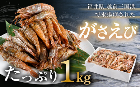 がさえび 約1kg × 1箱 漁師も唸る格別の味！ 越前三国港産【 ガサエビ ガラエビ ザコエビ がらえび がまえび 有頭 殻付き 希少 海鮮 冷凍 三国】 [B-1603]