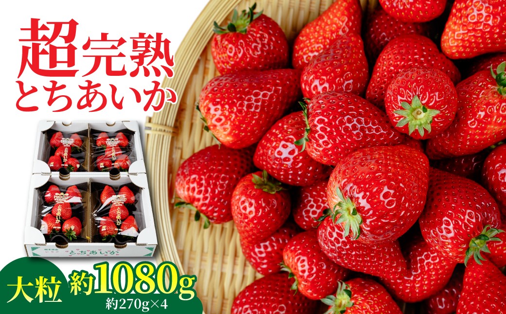 
            【先行受付：選べる発送月】いちご 「茂木完熟いちご」　矢野農園の とちあいか 大粒 約270g × 4パック 合計 約1080g | いちご イチゴ 苺 とちあいか 完熟 果物 フルーツ くだもの 旬 産地直送 栃木県産 矢野農園 栃木県 茂木町
          
