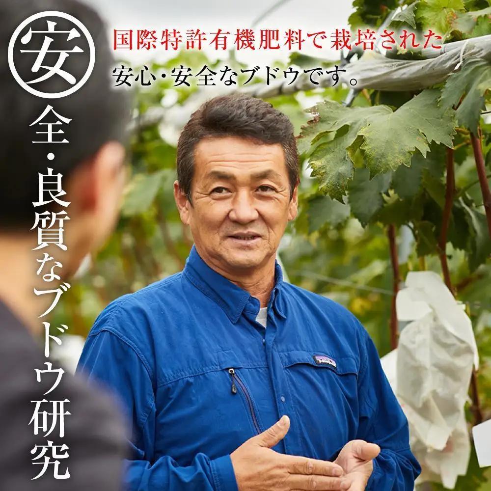 【先行予約】A 2026 P ナガノパープル 粒どり 6パック 約1kg 弱 (2026年9月下旬頃～順次発送予定）長野県産  国際特許有機肥料栽培｜ ナガノパープル