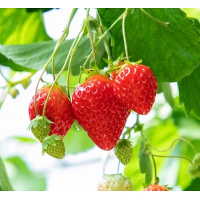 【いちご空中農園いわた】【きらぴ香】【期間限定】大粒 8〜15玉×2パック ギフトBOX入り【配送不可地域：離島】【1701699】