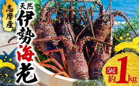 【 伊勢海老 】 伊勢海老 5尾 1kg