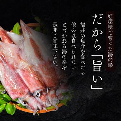 ふるさと納税 若狭町 若狭湾産 白イカ(剣先イカ) 3〜6杯 (スミ抜き/冷凍) |  | 03