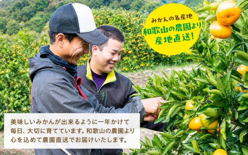 【2026年9月中旬～10月上旬頃に順次発送予定】有田育ちの完熟有田みかん 家庭用 サイズ混合(2S～2L)　約10.2kg(10kg+200g)【ard197-09】
